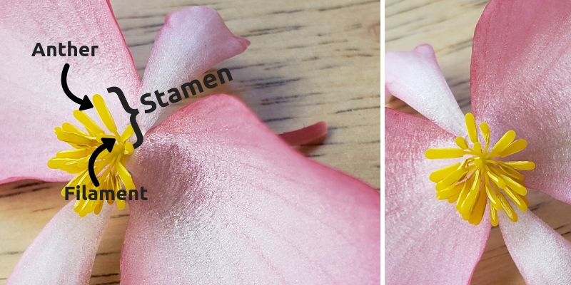 Begonia Male Staminate Flower